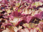 Preview: Purpurglöckchen Palace Purple Heuchera micrantha staude rote blätter